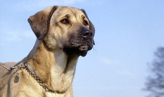 Kangal Shepherd Dog
