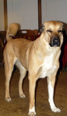 Kangal Shepherd Dog