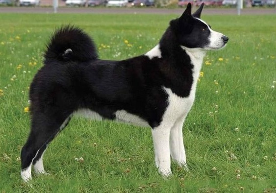 Карельська Ведмежа Лайка