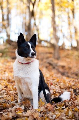 Karelian Bear Dog