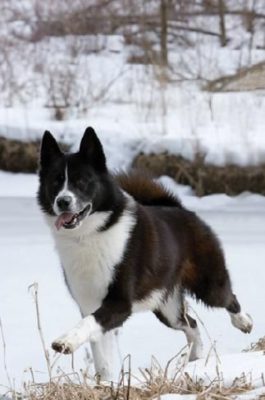 Karelian Bear Dog