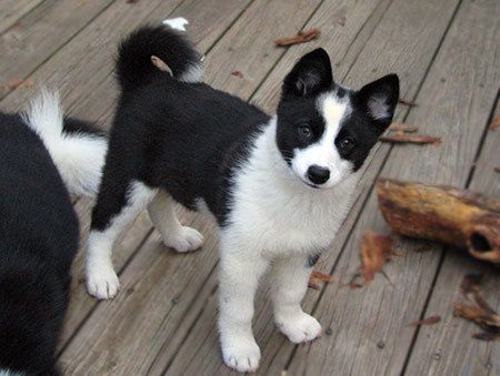 Karelian Bear Dog