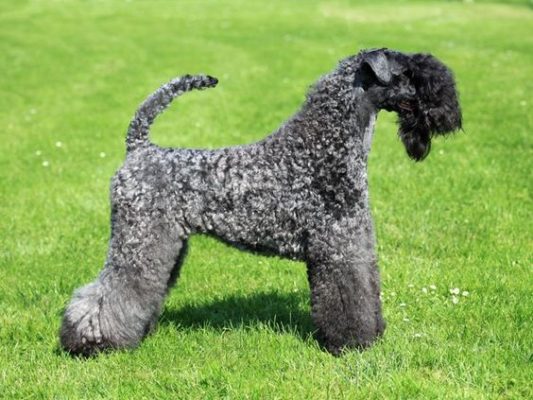 Kerry Blue Terrier
