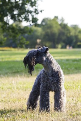 Kerry Blue Terrier