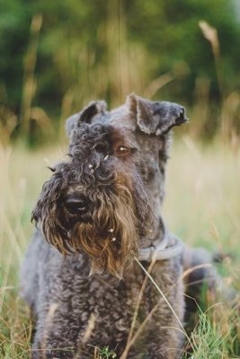 Kerry Blue Terrier