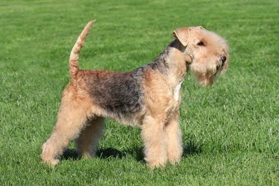 Lakeland Terrier