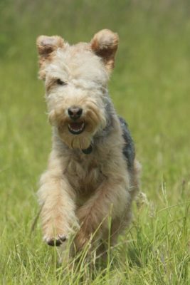 Lakeland Terrier