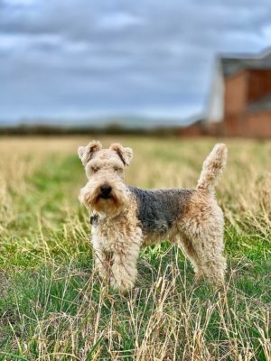 Lakeland Terrier