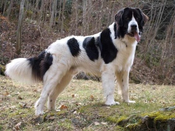 Landseer