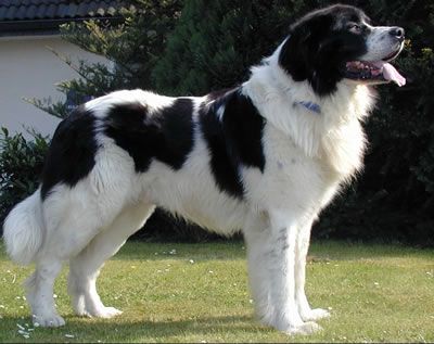 Landseer