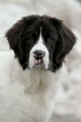 Landseer
