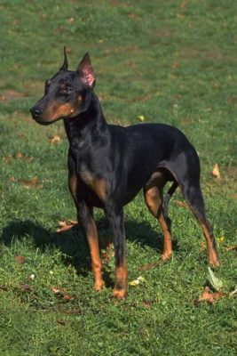 Manchester Terrier