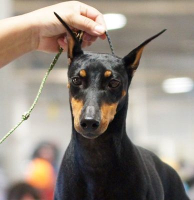 Manchester Terrier