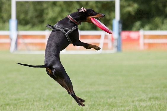 Manchester Terrier