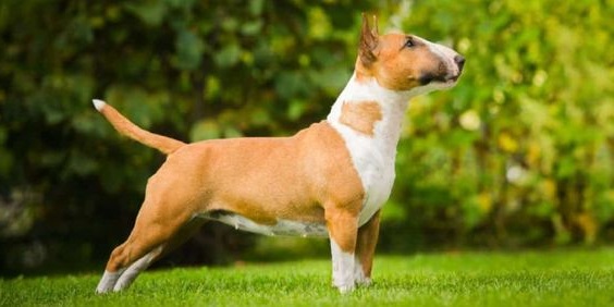 Bull Terrier Miniatura
