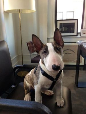 Miniature Bull Terrier