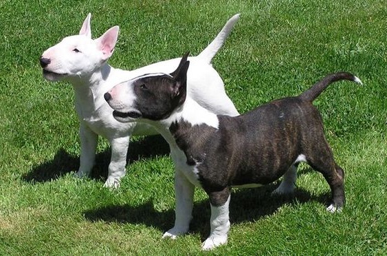 Miniature Bull Terrier