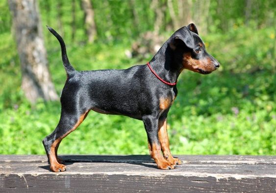 Miniature Pinscher