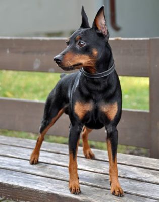 Miniature Pinscher