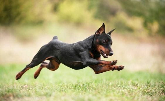 Miniature Pinscher