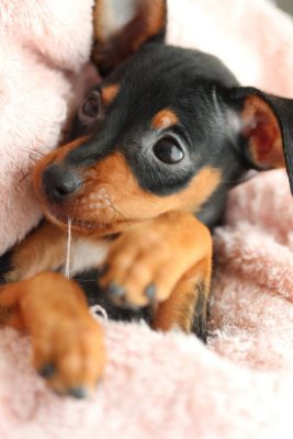 Miniature Pinscher