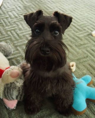 Miniature Schnauzer