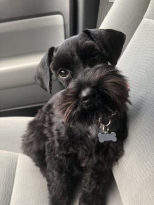 Miniature Schnauzer