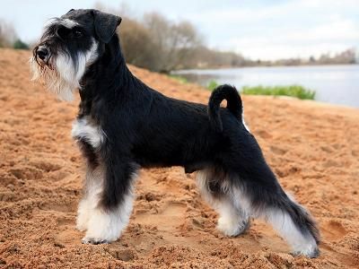 Miniature Schnauzer