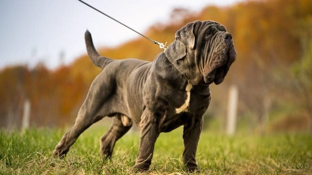 Neapolitan Mastiff