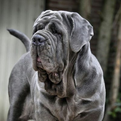 Neapolitan Mastiff