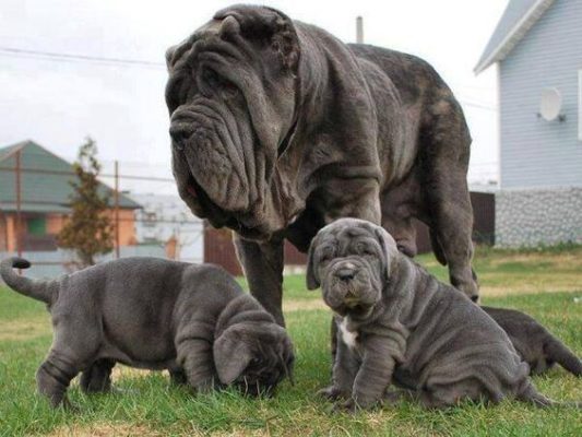 Neapolitan Mastiff