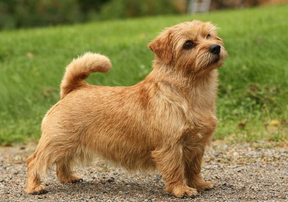 Terrier de Norfolk