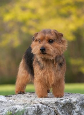 Norfolk Terrier