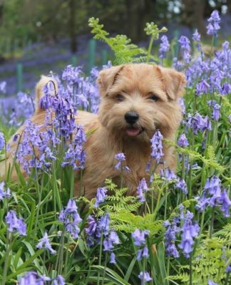 Norfolk Terrier