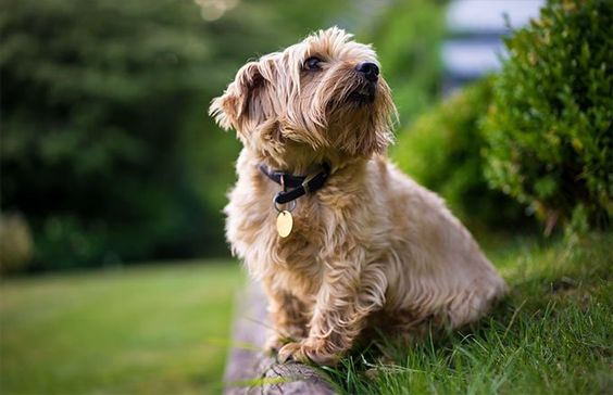 Norfolk Terrier
