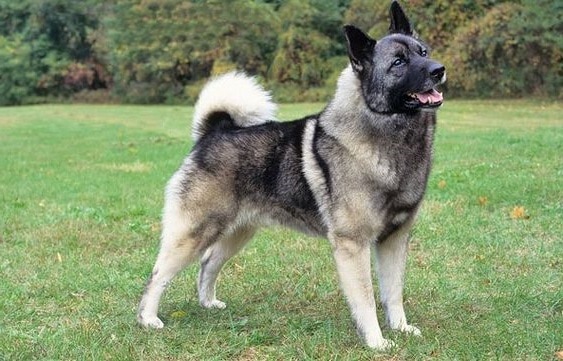 Нοрвезький Сірий Елкхунд