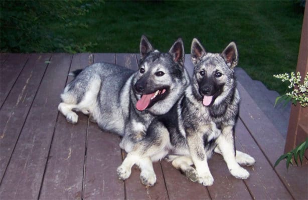 Norwegian Elkhound