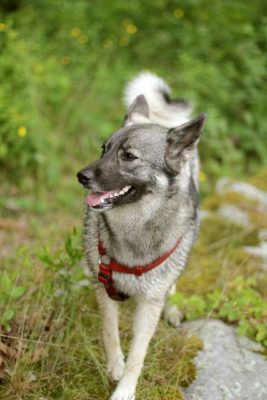 Norwegian Elkhound