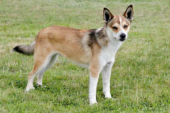 Норвезький Лундехунд