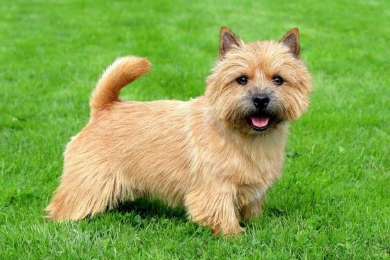 Terrier de Norwich