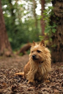 Norwich Terrier