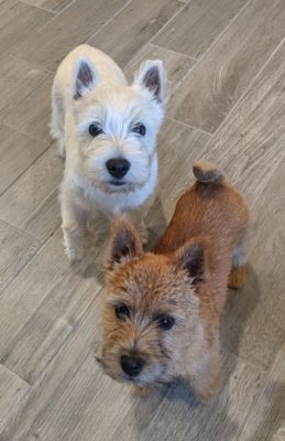 Norwich Terrier