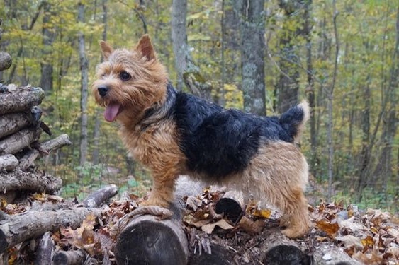 Norwich Terrier