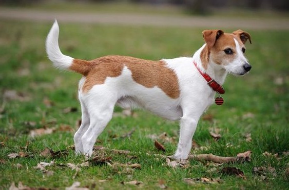 Parson Russell Terrier