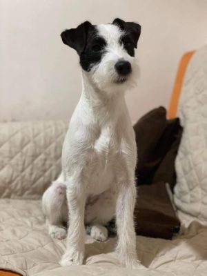 Parson Russell Terrier
