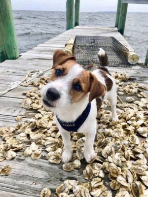 Parson Russell Terrier