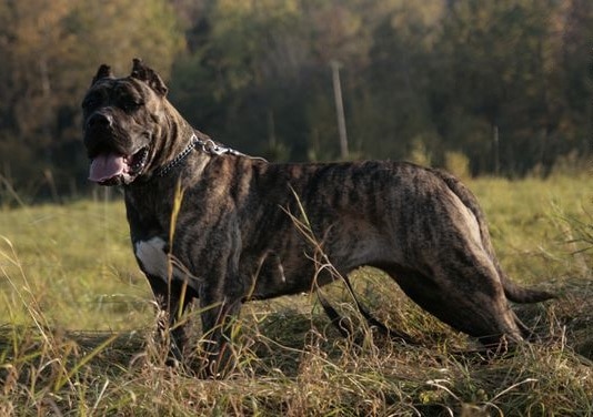 Presa Canario