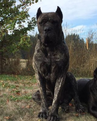 Presa Canario