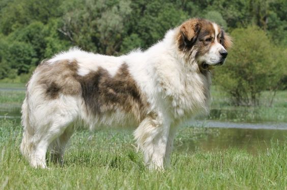 Pyrenean Mastiff