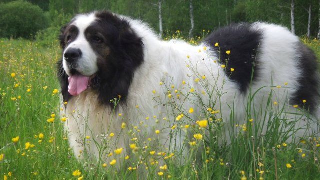 Pyrenean Mastiff